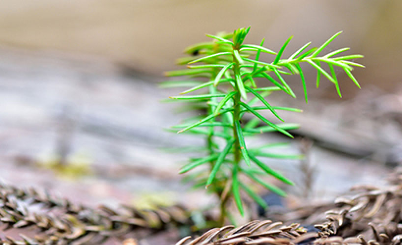 植林