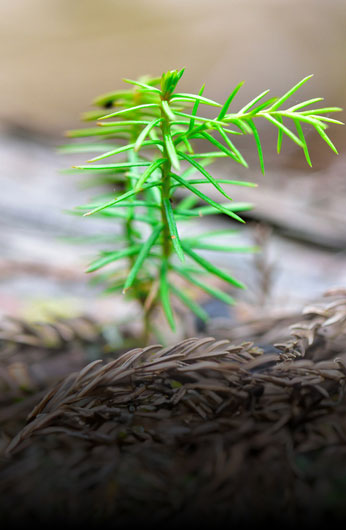 植林