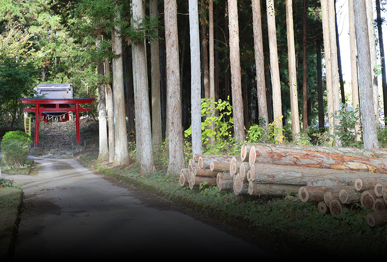 神社の居久根　伐採